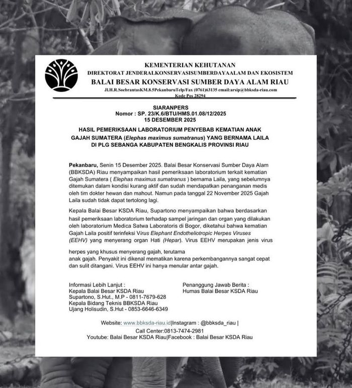 BBKSDA Riau merilis hasil pemeriksaan laboratorium terkait kematian anak Gajah Sumatera bernama Nurlaela atau Laila.