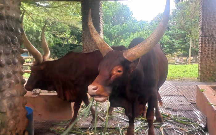 Watusi di Taman Margasatwa Ragunan, Jakarta Selatan (dok. istimewa)  