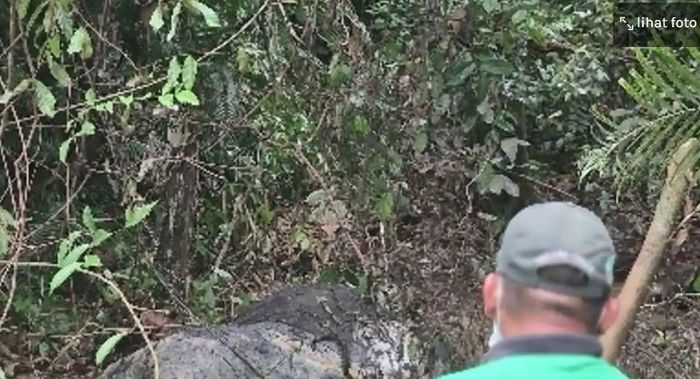Kronologi gajah di Riau ditemukan mati tanpa kepala, berawal dari bau busuk hingga ditemukan proyektil peluru. 
