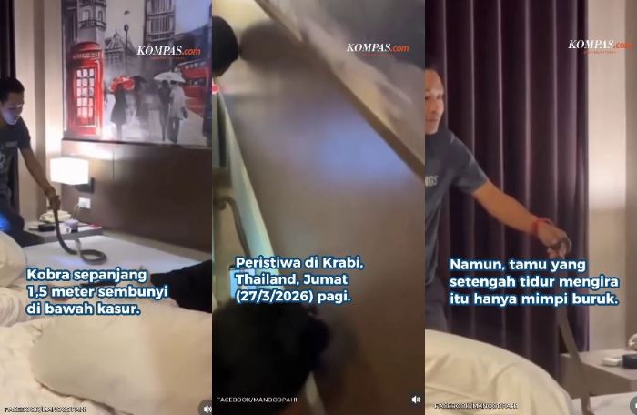 Kronologi ular kobra 1,5 meter merayap di leher tamu hotel saat tidur, langsung panik hingga sempat mengira hantu.  