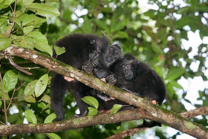 Yaki (Macaca nigra) betina dan anakan biasanya berada di tengah kelompok yang menyebar.