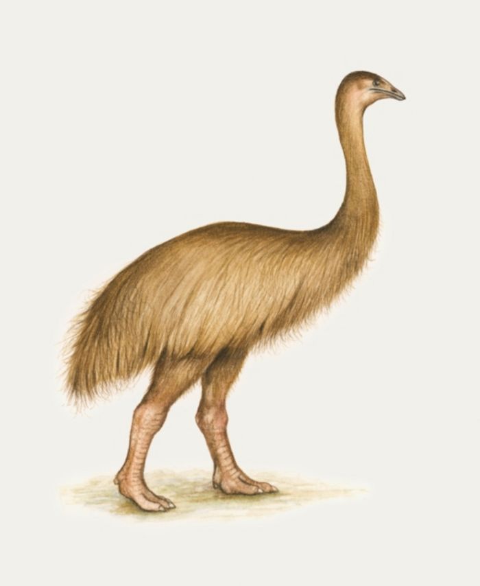 Moa, burung yang tidak bisa terbang khas Selandia Baru. Burung legendaris ini telah punah.