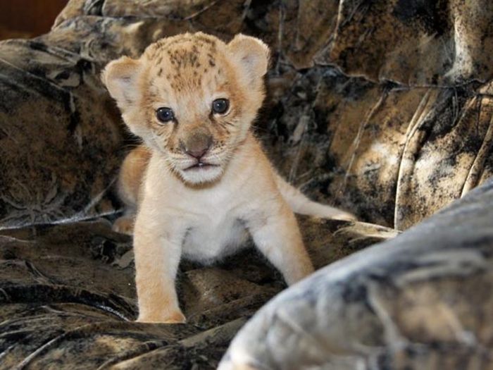 Kiara, si bayi persilangan hasil ibu keturunan singa-harimau (liger) dan ayah singa, yang menghuni Kebun Binatang Novosibirsk. 
