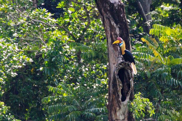 Julang Sulawesi (Aceros cassidix) di Sulawesi Utara. Biasa juga disebut rangkong atau enggang.