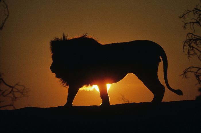 Singa afrika.