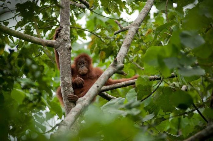 Orangutan sumatra di kawasan Taman National Gunung Leuser.
