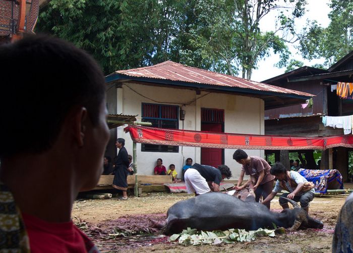 Ritual pemotongan kerbau dalam upacara Rambu Solo.