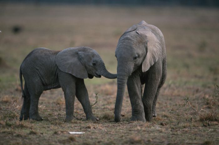 Anak gajah afrika (Loxodonta africana) di Masai Mara, Kenya, Afrika.