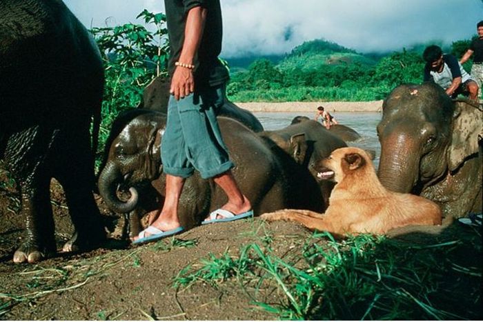 Dijaga oleh para mahout, gajah-gajah ini menyelesaikan acara mandi pagi di Sungai Mae Taeng River di