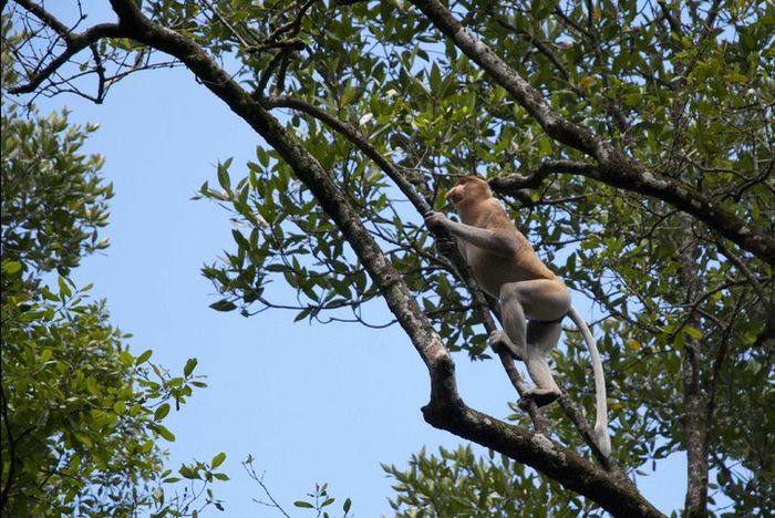 Memanjat dahan tanaman mangrove, bekantan menjadi salah satu penanda kesehatan dari kawasan pasang surut.