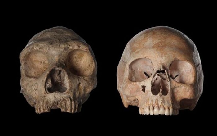 Tengkorak Homo neanderthalensis (kiri) dan tengkorak perempuan modern Homo sapiens.