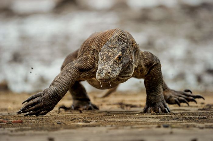 Dengan liur bercucuran, seekor komodo melangkah lebar saat air surut di Pulau Rinca. 