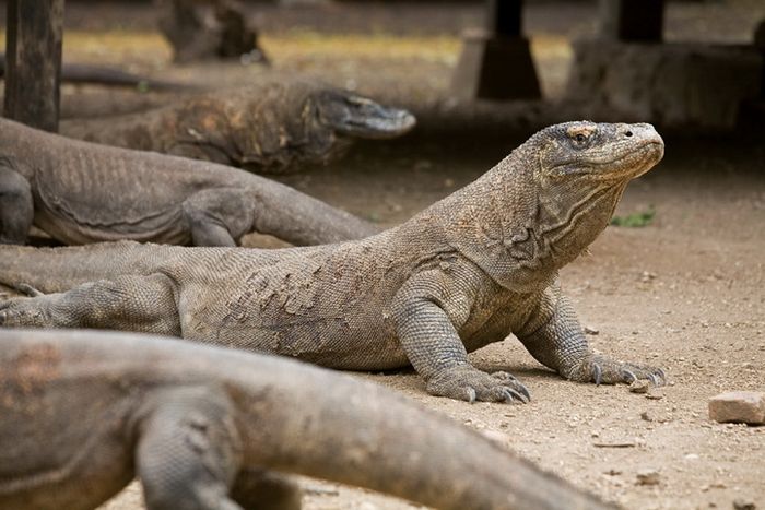 Naga purba yang menghebohkan dunia: Komodo