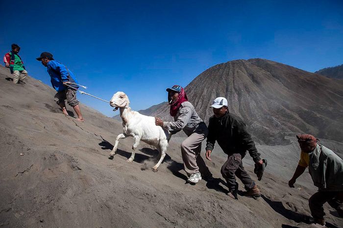 Masyarakat mendaki Gunung Bromo membawa persembahan kambing untuk dibawa ke kawah Gunung Bromo dalam upacara Kasada.
