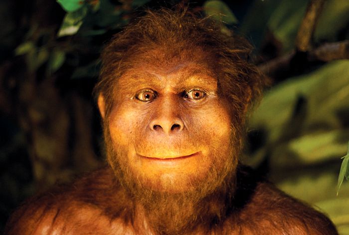 Homo Erectus