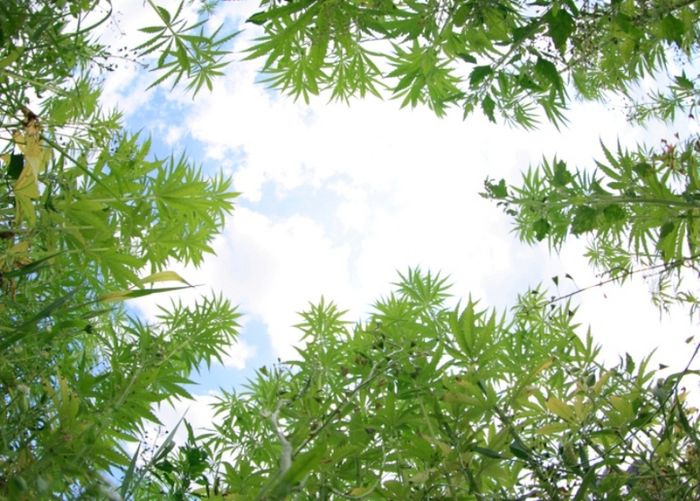 Tanaman ganja.