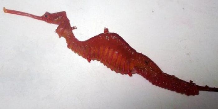 Spesimen naga laut merah dari Western Australia Museum.