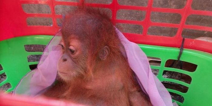 Perdagangan satwa liar yang berhasil digagalkan.
