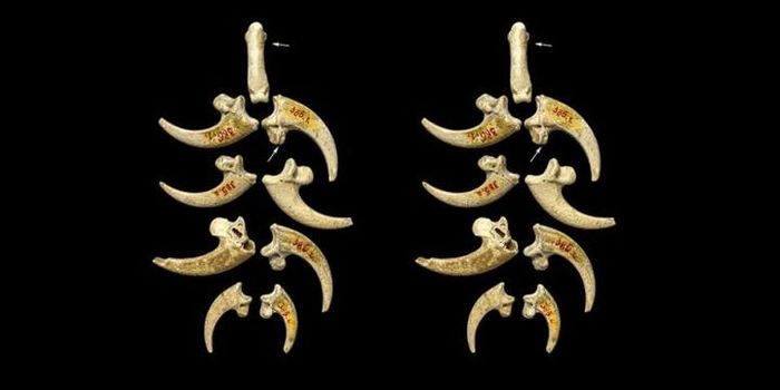 Perhiasan unik yang dibuat oleh manusia Neanderthal berasal dari cakar elang.