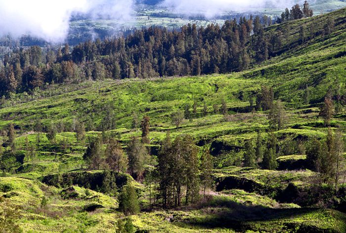 Lanskap di pinggang Gunung Tambora terlihat dari gigir Gunung Tambora.