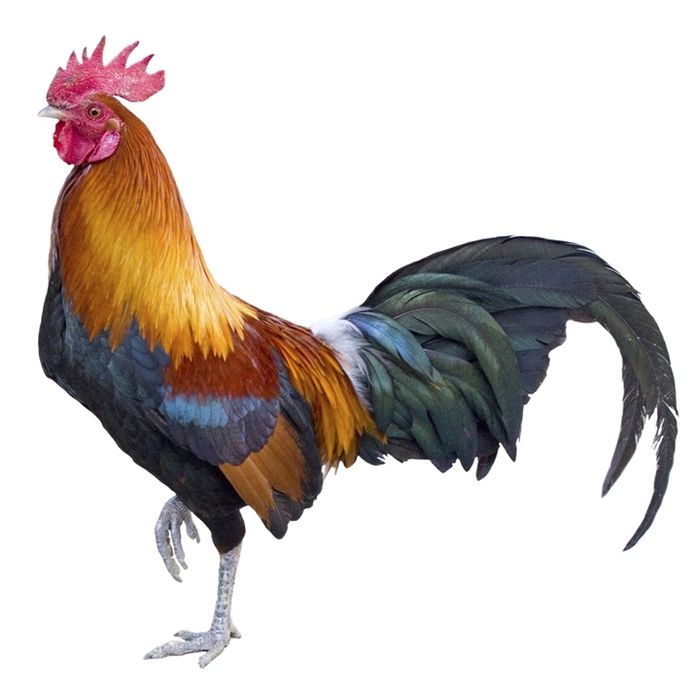 Ayam adalah hewan yang dianggap berharga bagi masyarakat Minangkabau. Unggas itu pun masuk dalam lagu berjudul Ayam Den Lapeh yang memiliki sarat makna di baliknya.