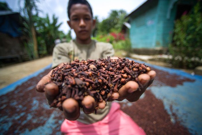 Cengkeh adalah tanaman yang digilai bangsa Eropa di masa perburuan rempah. Siapa sangka ternyata cengkeh menjadi ciri khas tersendiri dalam sejarah rokok di Indonesia.