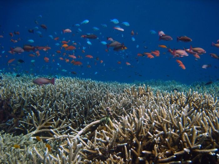 Keanekaragaman hayati laut di Pulau Mandiki, Sumbawa Barat.