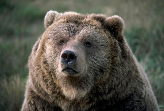 Beruang grizzly di Taman Nasional Yellowstone.