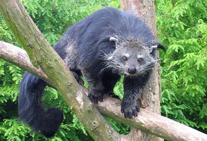 Binturung (Arctictis binturong).
