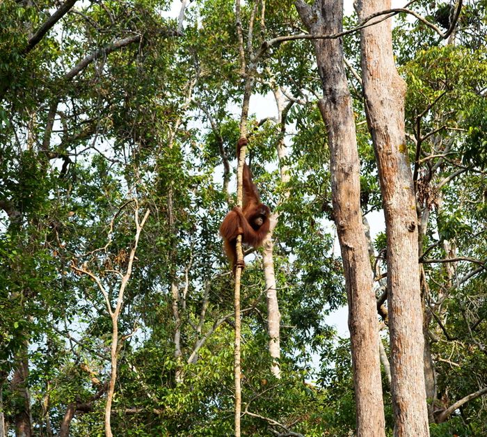 Hutan hujan di Kalimantan menjadi rumah bagi berbagai satwa langka dan dilindungi, termasuk oranguta