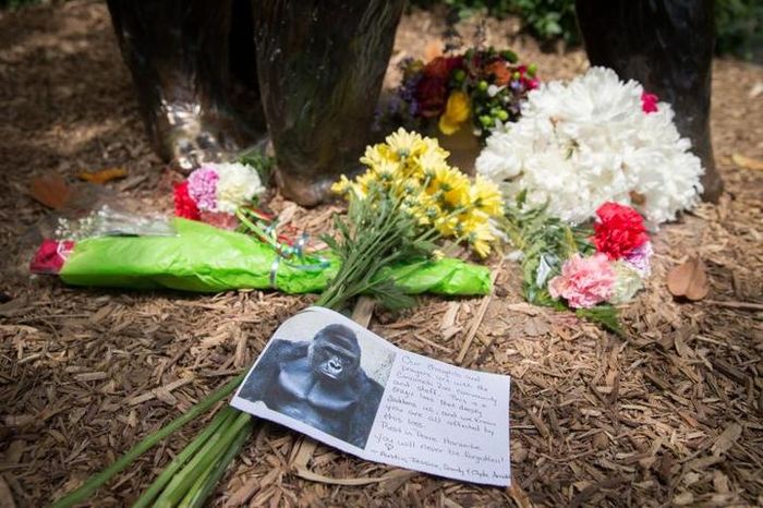 Pengunjung meletakkan kartu ucapan simpati untuk Harambe di kaki patung gorila di sebuah kebun binatang di Amerika Serikat.