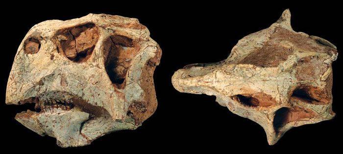 Fosil Psittacosaurus lujiatunensis yang ditemukan dekat Kota Beipiao, Provinsi Liaoning, Tiongkok.