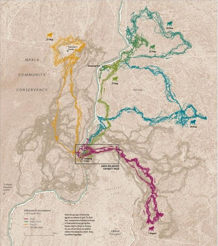 Para peneliti melacak sekelompok babon yang hidup di sekitar sungai Ewaso Ng'iro di Kenya untuk mengetahu seberapa jauh pergerakan mereka.