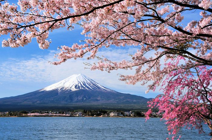 Sakura bermekaran dengan latar belakang Danau Kawaguchi dan Gunung Fuji.