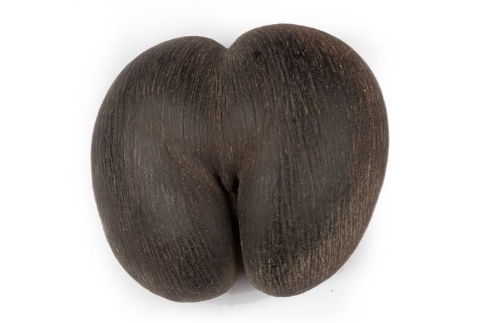 Kelapa kembar koleksi Kebun Raya Bogor. Lodoicea maldivica dikenal dengan kelapa kembar atau kelapa