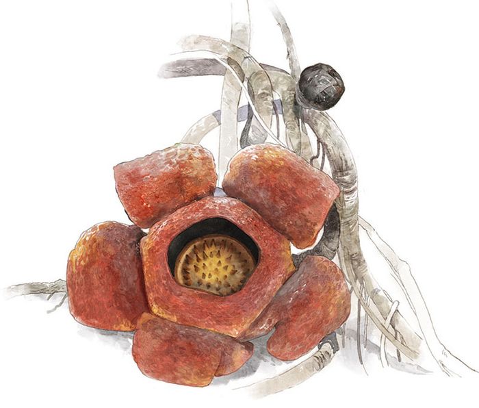 Setelah kerja keras peneliti serta penantian bertahun-tahun, &lt;i&gt;Rafflesia patma&lt;/i&gt; akhi
