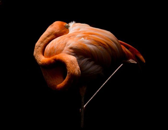 Flamingo punya kebiasaan unik, yaitu suka tidur sembari berdiri di atas satu kakinya dan menyusupkan paruhnya.