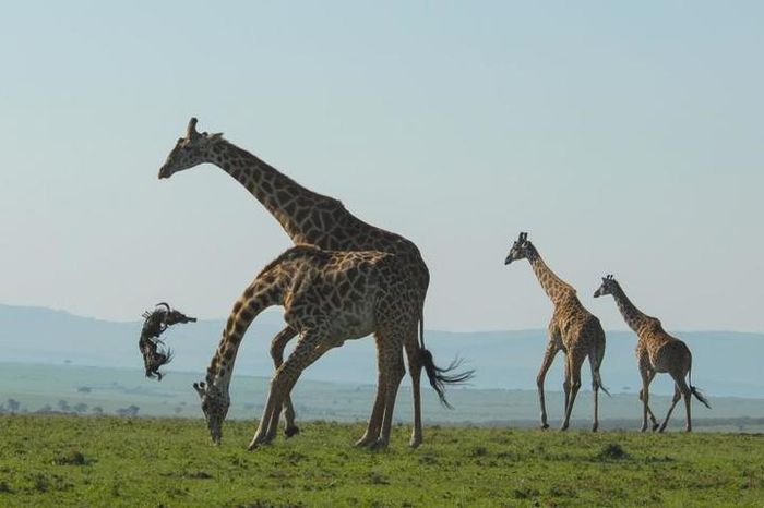 Jerapah jantan melemparkan rusa kutub mati ke udara di Masai Mara National Reserve, Kenya.