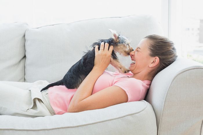Anjing dikenal sebagai hewan peliharaan dengan penciuman yang sangat tajam dan intuitif.