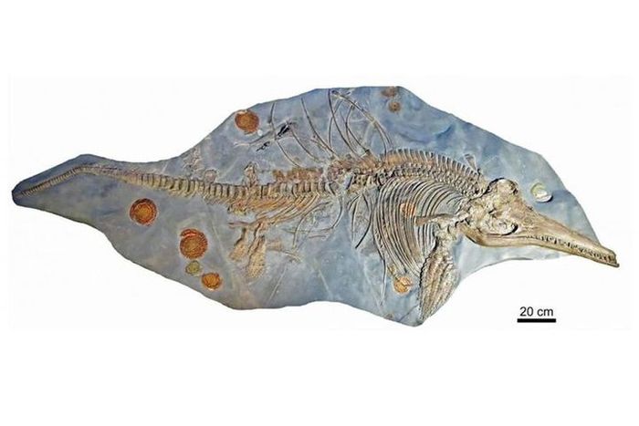 Fosil Ichthyosaurus somersetensis.