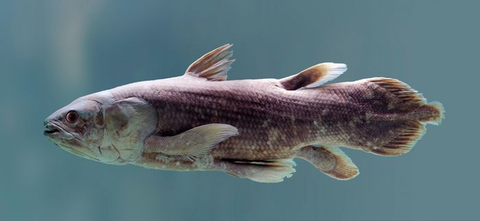 Ikan Coelacanth (Latimeria menadoensis). Sebuah studi menemukan fakta mengejutkan bahwa ikan coelacanth ternyata dapat hidup hingga 100 tahun, lima kali lebih lama dari perkiraan sebelumnya.