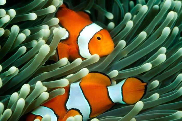 Sejumlah spesies ikan—termasuk ikan badut—mengandalkan anemon untuk perlindungan dan penyedia pakan.