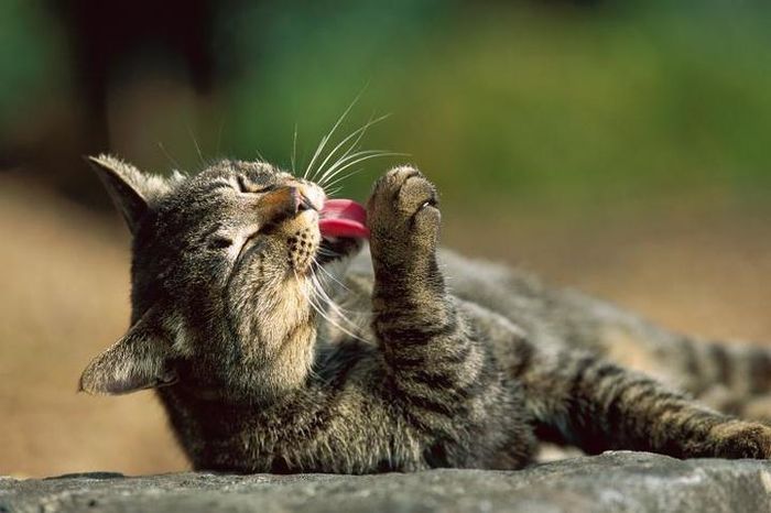Temuan sains terbaru mengungkap bahwa kucing-kucing ternyata juga suka duduk di kotak ilusi. Temuan ini menarik karena selama ini kucing memang dikenal suka duduk di kotak-kotak atau tempat tertutup yang berbentuk persegi.