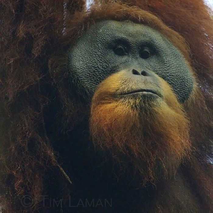 Orangutan Tapanuli yang baru ditemukan 2017 lalu, kini terancam punah.