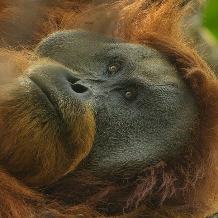 Orang utan tapanuli berbeda dengan orang utan sumatra maupun orang utan kalimantan. 