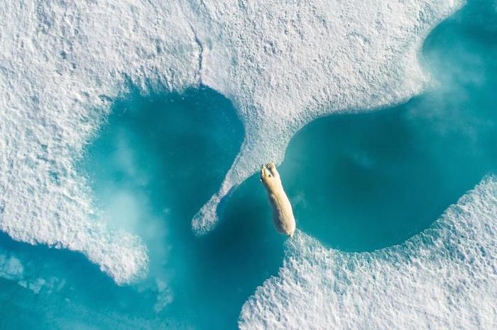 Seekor beruang kutub menyeberangi lapisan es di Arctic Bay, Nunavut, Kanada. Ketika es mencair, keseimbangan ekosistem di kutub-kutub Bumi pun bergejolak.