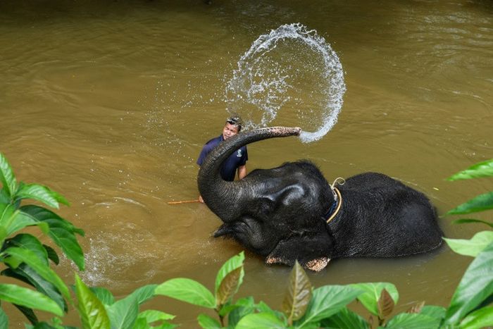 Mahout merawat 26 gajah Asia yang terancam punah.