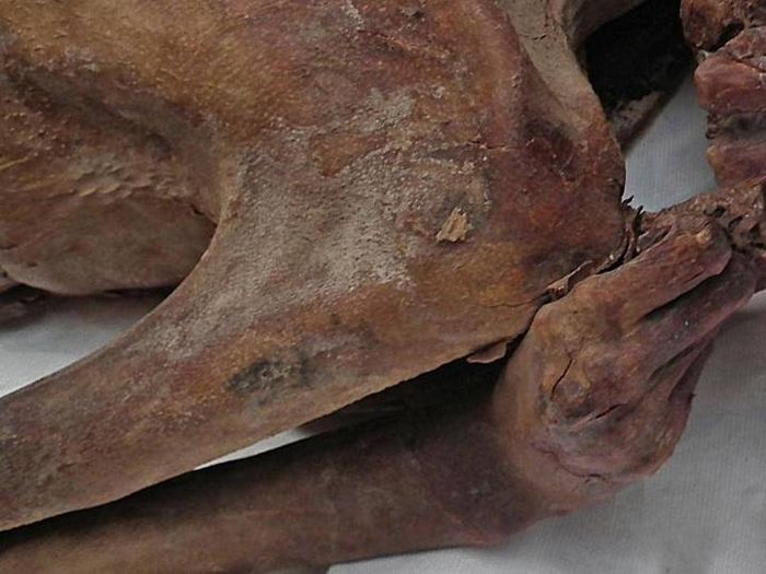 Tato di lengan mumi. Setidaknya ada 14 mumi di museum-museum Mesir, Kanada dan Italia. Mereka akan diuji melalui teknologi inframerah untuk menemukan tato kuno lainnya. 