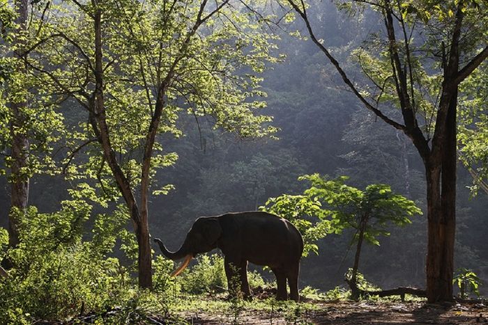 Gajah sumatera yang berada di CRU Sampoiniet, Kabupaten Aceh Jaya.