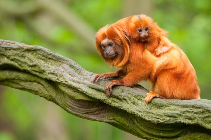 Golden lion tamarin menggendong bayinya di kebun binatang Brazil.